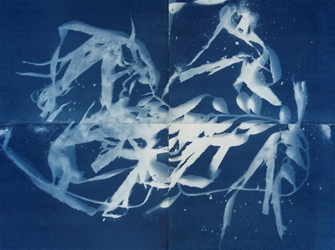 Dianna-Wells-Southern-Bull-Kelp-Study-cyanotype-MPRG-AiR-2024.jpg