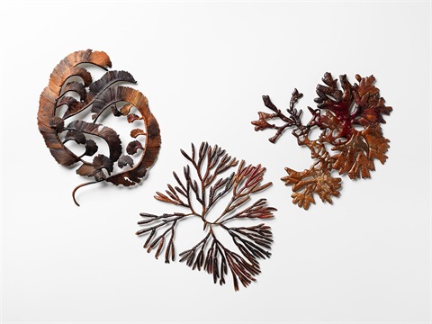 Samstag-Marine-Algae_10057.jpg