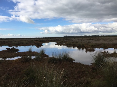 KGS_marshy reflections_3.jpg