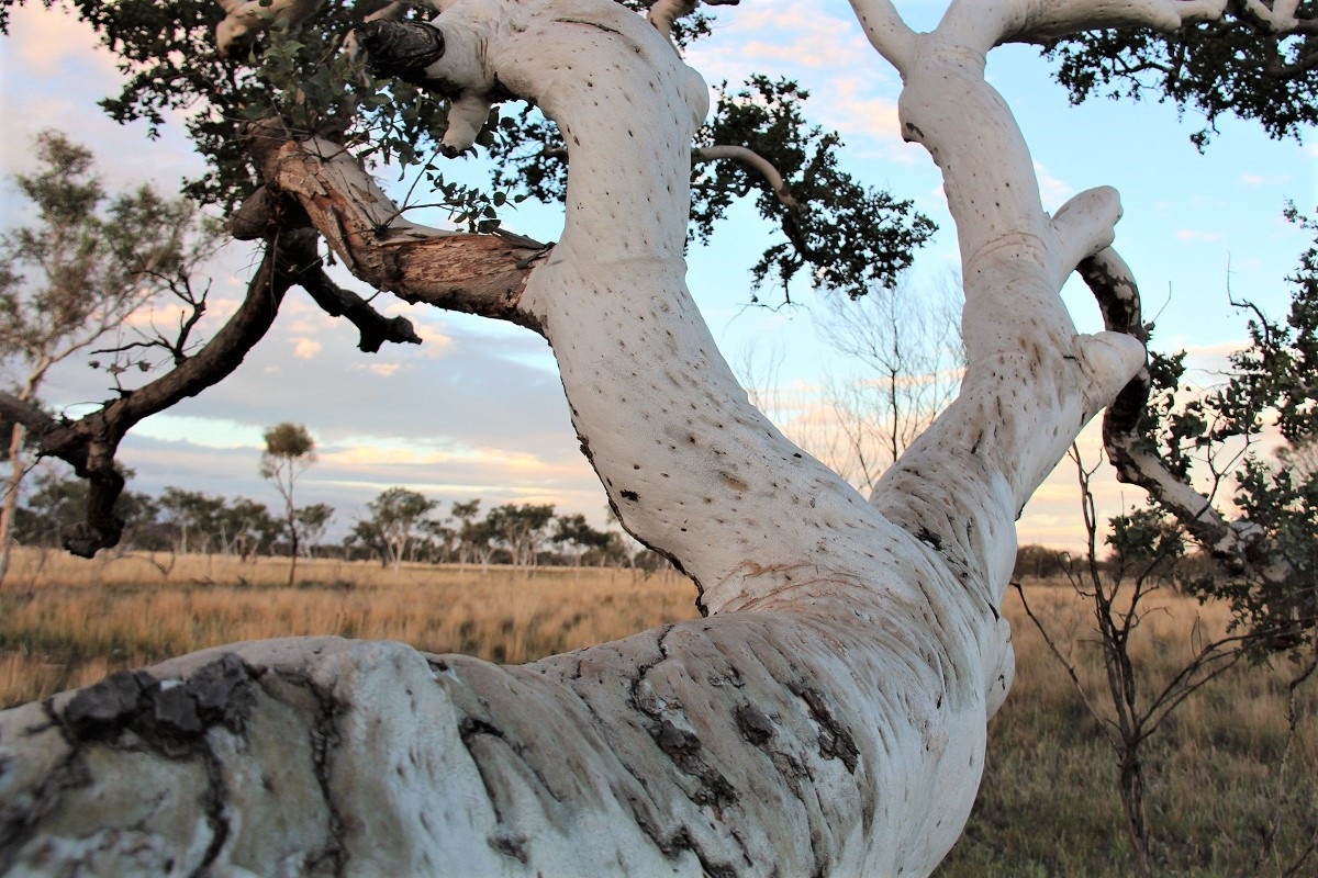 Tree study with Hubert Pareroultja.jpg