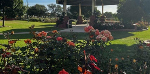 rose garden.jpg