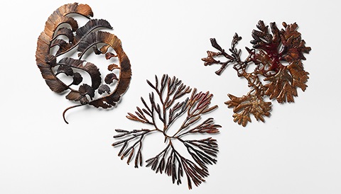 samstag-marine-algae_cropped.jpg