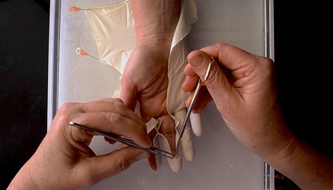 CTruman_Glove-Dissection_Anatomise_2015.jpg