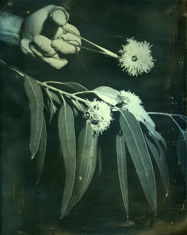 James Tylor, Terra Botanica I (Eucalyptus leucoxylon) 2015.