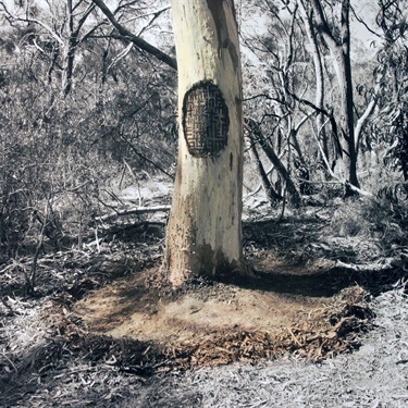 James Tylor. Un-resettling (Scar Tree) 2016.